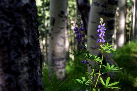 Inner Basin Trail No 29