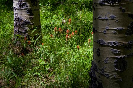 Inner Basin Trail No 29