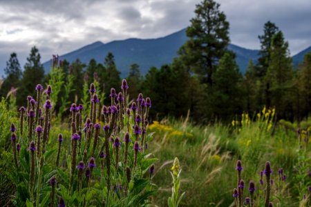 Monsoon Season Explorations