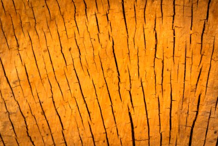 Wood Cracks