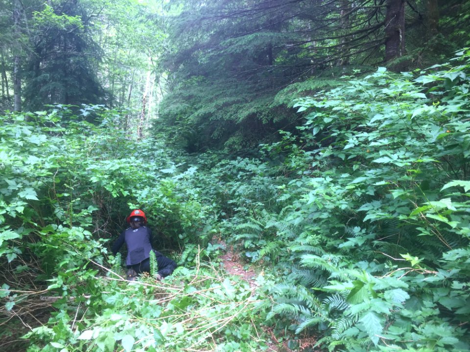 East Fork Lewis River Trail - 7-7-16
