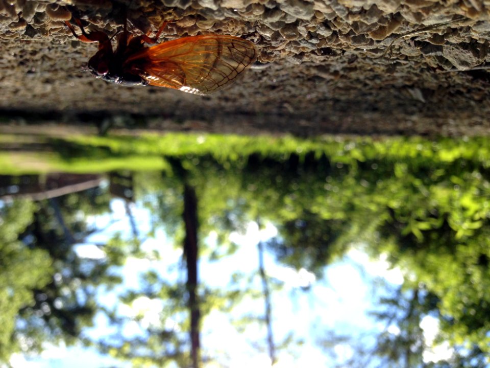 Brood V 17 Year Periodical Cicadas