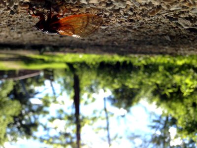 Brood V 17 Year Periodical Cicadas
