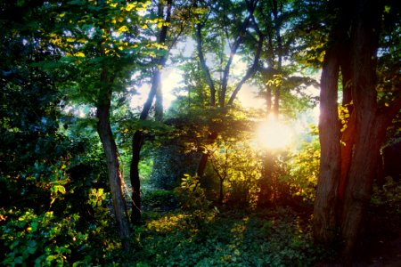 PUBLIC DOMAIN DEDICATION - Pixabay Digionbew 12 13-07-16 Sun Through The Trees LOW RES DSC06133 photo