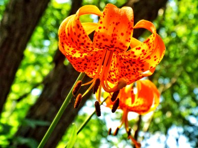 Whats Up Tiger Lily
