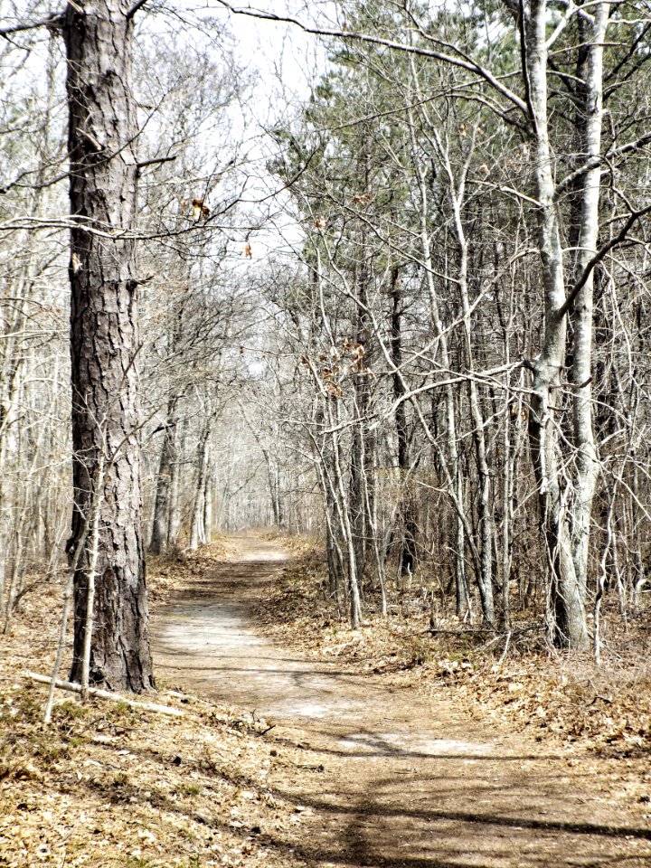 A Walk In The Woods