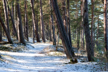 Forest Road