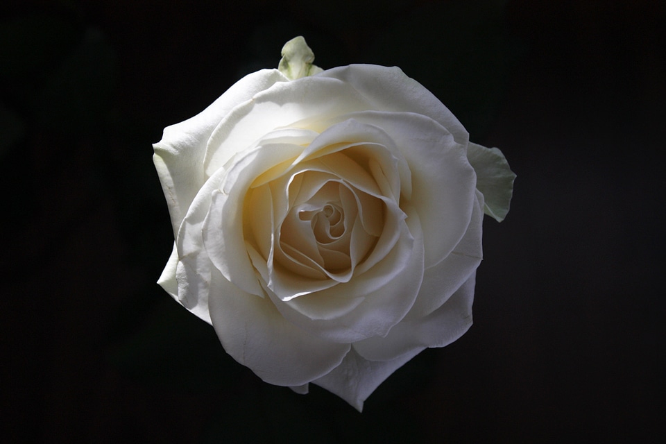 Flower white queen of flowers