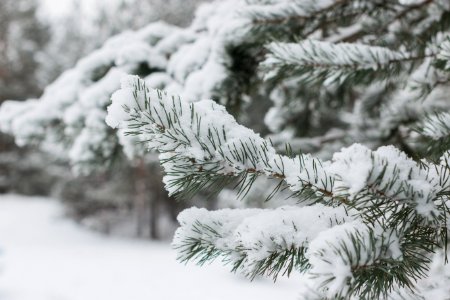 Winter Forest
