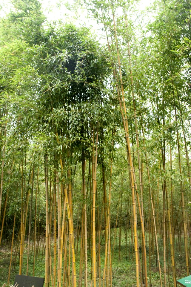 Anji2007037