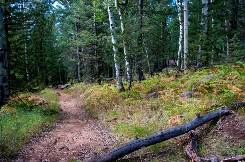 Bismarck Lake Trail