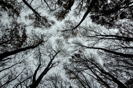 Sparse Forest Canopy
