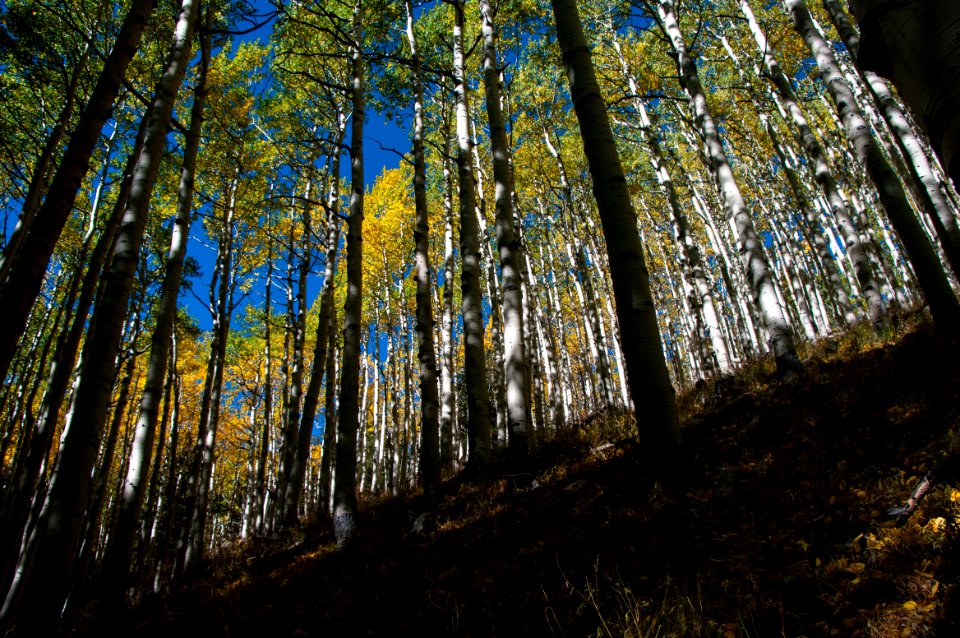 Inner Basin Trail No 29