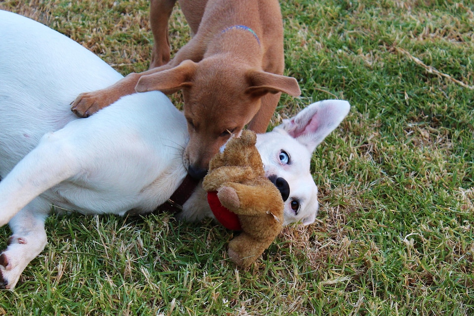 Teddy puppy stuffed animals