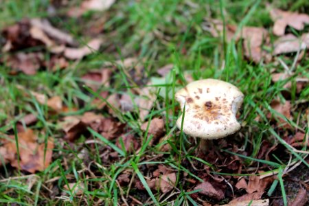 Mushroom In The Forest