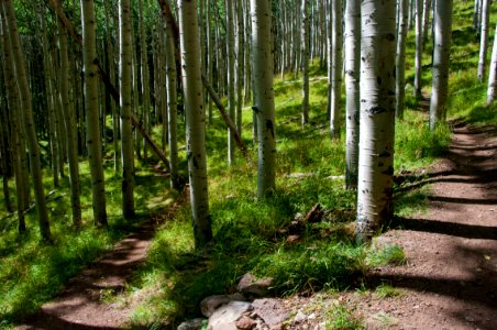 Inner Basin Trail
