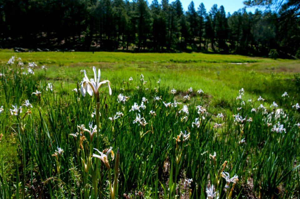 Griffith Spring Trail No 189