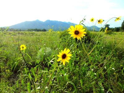 Summer Wildflowers Near Old Caves Crater