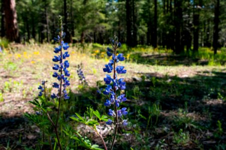 Griffith Spring Trail No 189