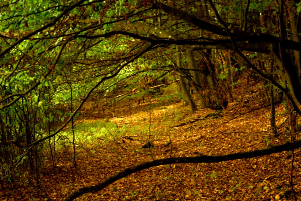 Sony Alpha A230 With Helios-44-2 - From Moravian Karst Forests 07