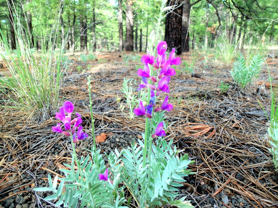 Summer Wildflowers Near Old Caves Crater