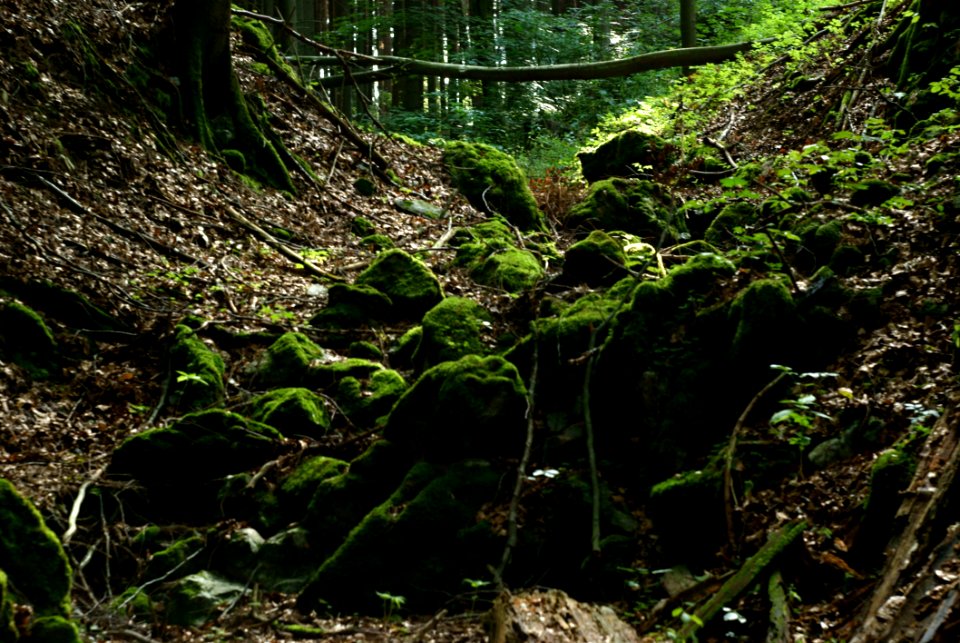 Sony Alpha A230 With Helios-44-2 - From Moravian Karst Forests 06