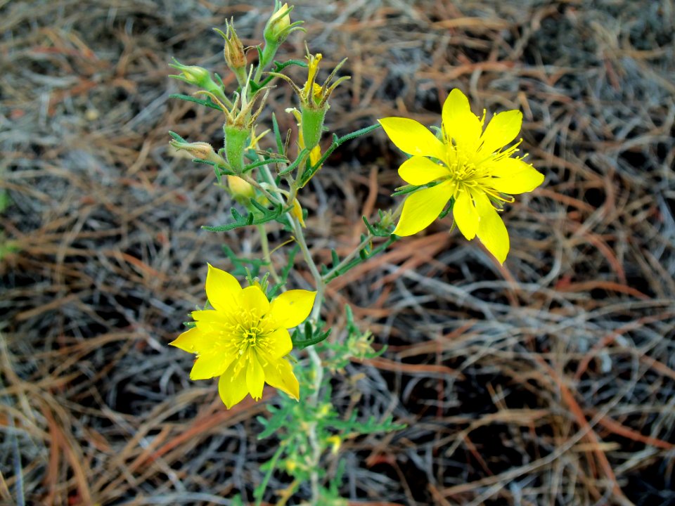 Summer Wildflowers Near Old Caves Crater