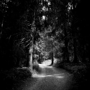 The Forest