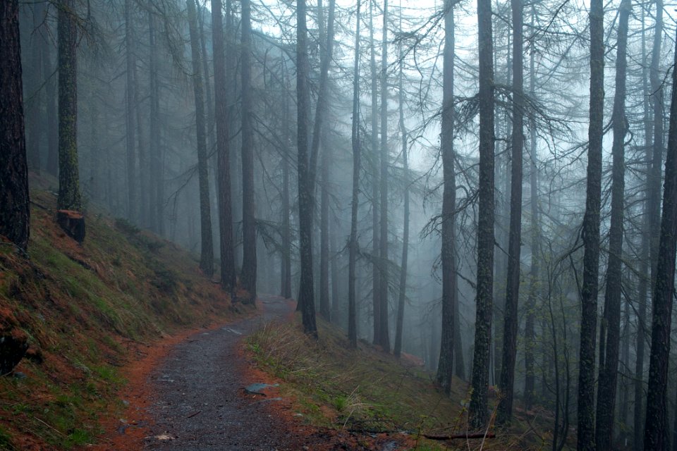 Trail In Forest Covered In Fog