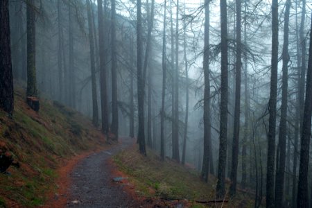 Trail In Forest Covered In Fog