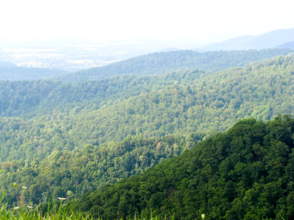Landscape Showing Forest