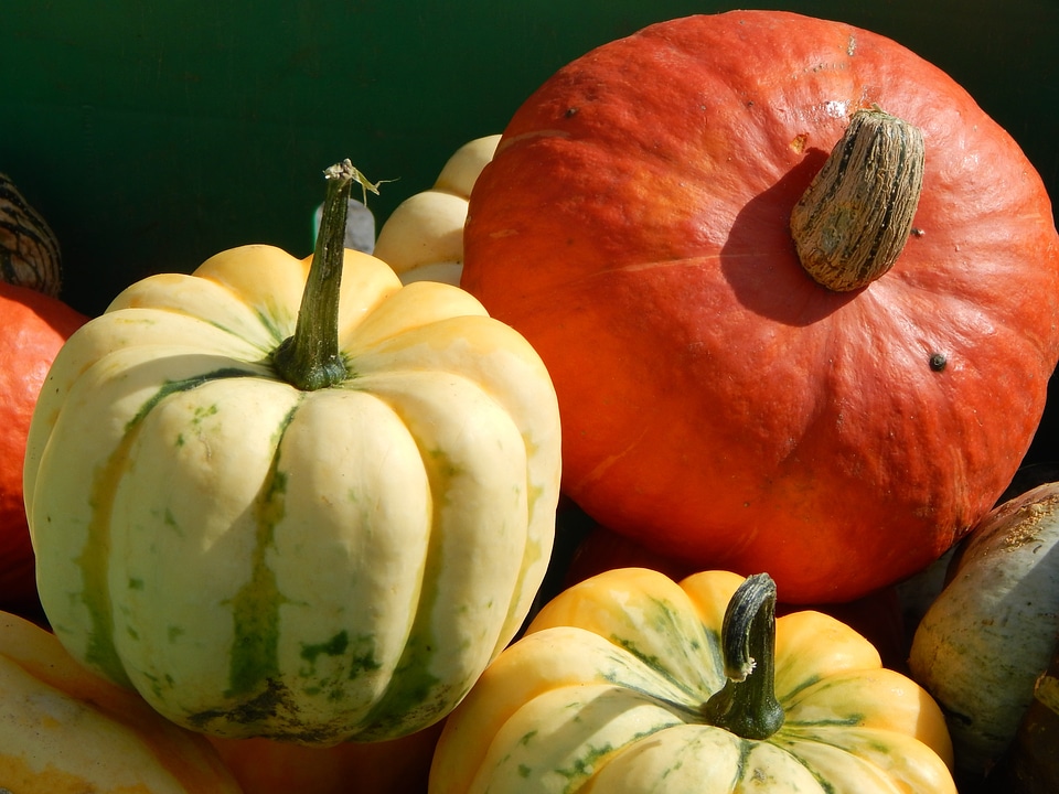 Autumn thanksgiving seasonal