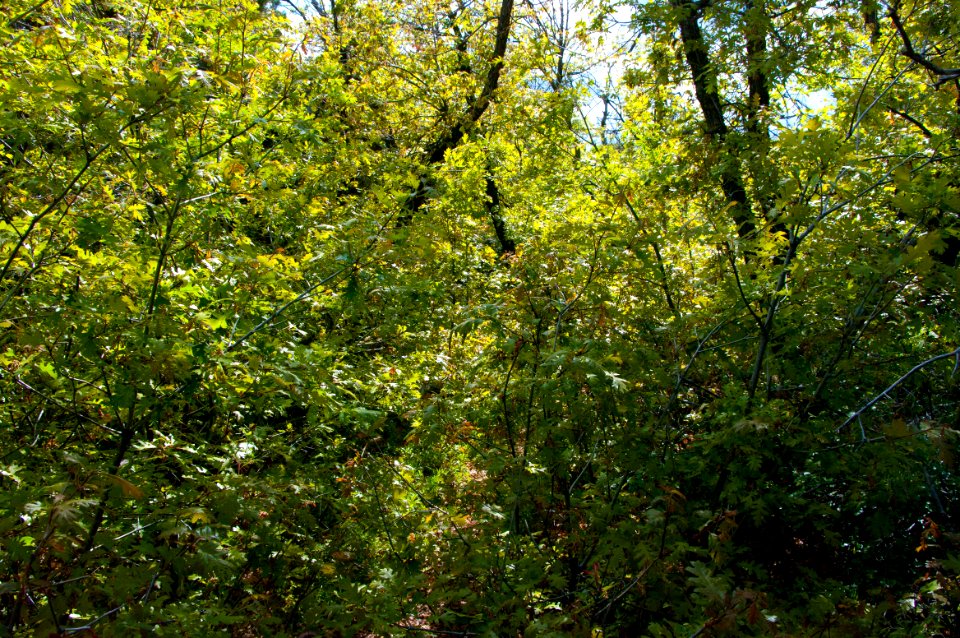 Kelsey Trail No 3