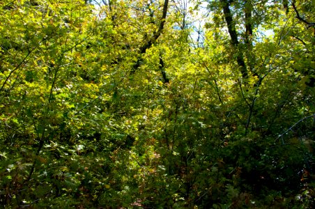 Kelsey Trail No 3