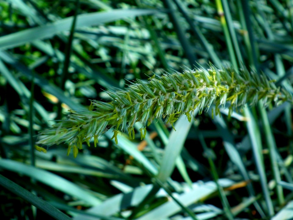 Green Leaf Plant