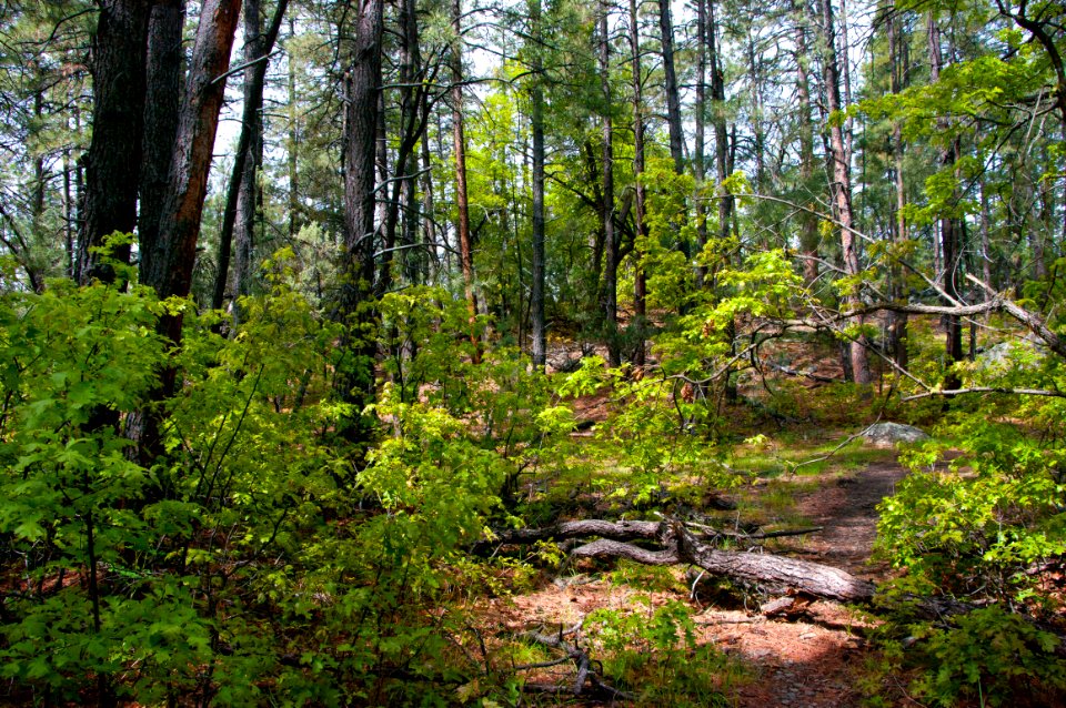 Kelsey Trail No 3
