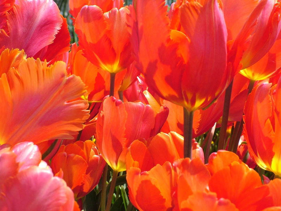 Flowers tulip red