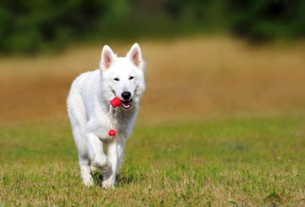 White Dog Running Over Green Grass