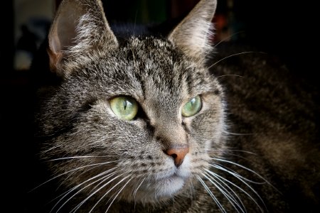 Cute Tabby Cat photo