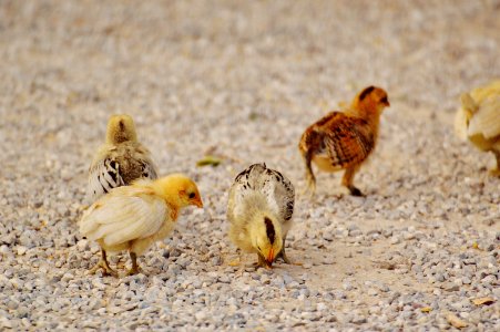 White And Yellow Chicks On Pebble Covered Ground photo