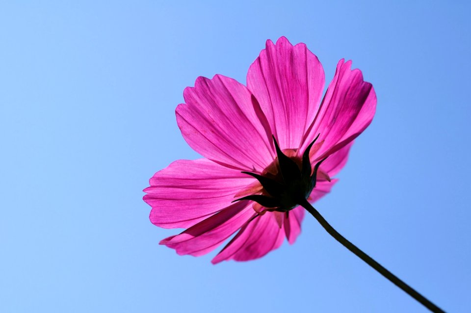 Flower Pink Garden Cosmos Flowering Plant