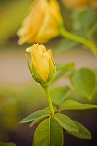 Bloom yellow rose yellow
