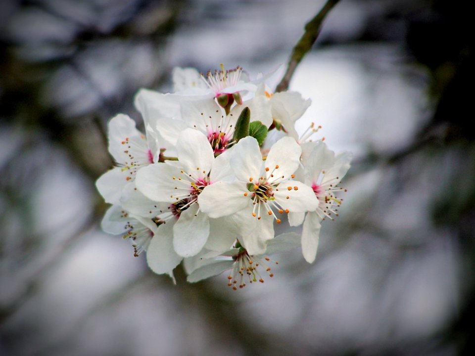 Flower White Blossom Spring