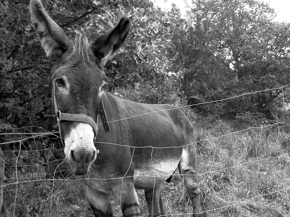 Farm têtu black and white