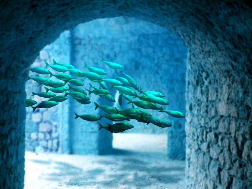 Blue Ice Organism Marine Biology