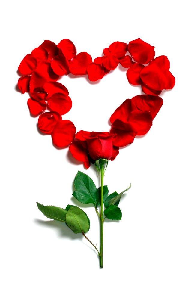 Garden Roses Red Flower Rose Family