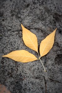 Leaf Plant