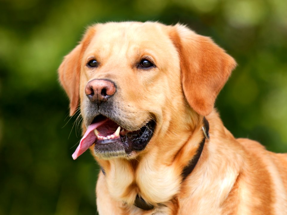 Dog Dog Breed Dog Like Mammal Mammal