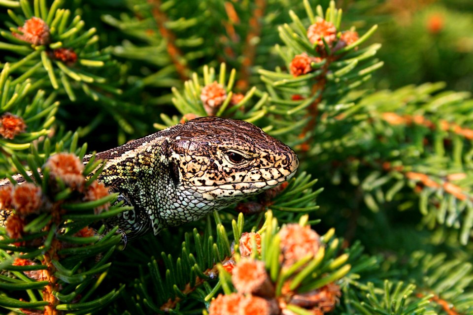 Pine Family Reptile Spruce Organism