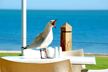 Bird Sky Beak Sea